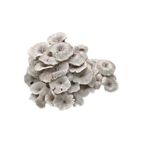 gwmfc Mushroom